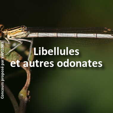 Libellules et autres odonates