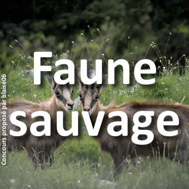 Faune sauvage