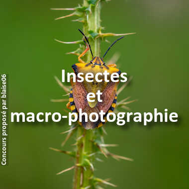 Insectes et macro-photographie