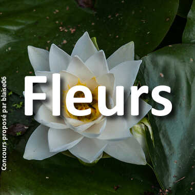 Fleurs