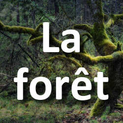 Concours Photo La forêt