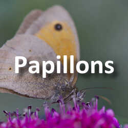 Concours Photo Papillons