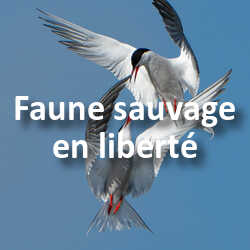 Concours Photo Faune sauvage en liberté