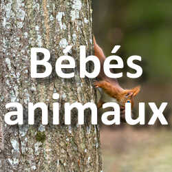 Concours Photo Bébés animaux