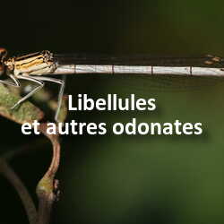 Concours Photo Libellules et autres odonates