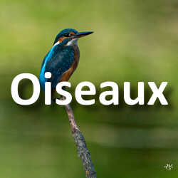 Concours Photo Oiseaux