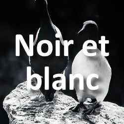 Concours Photo Noir et blanc