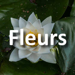 Concours Photo Fleurs